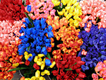 olanda